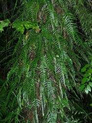 Lecanopteris scandens. Plants growing on a tree trunk with a mixture of undivided sterile fronds and pinnatifid fertile fronds.
 Image: L.R. Perrie © Leon Perrie CC BY-NC 3.0 NZ